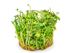 Zwergkleefarn - Marsilea hirsuta in vitro